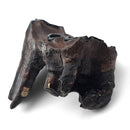Woolly Rhino Tooth - Fossil Specimen