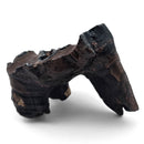 Woolly Rhino Tooth - Fossil Specimen