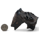 Woolly Rhino Tooth - Fossil Specimen