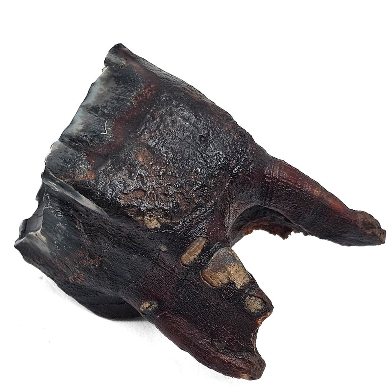Woolly Rhino Tooth - Fossil Specimen