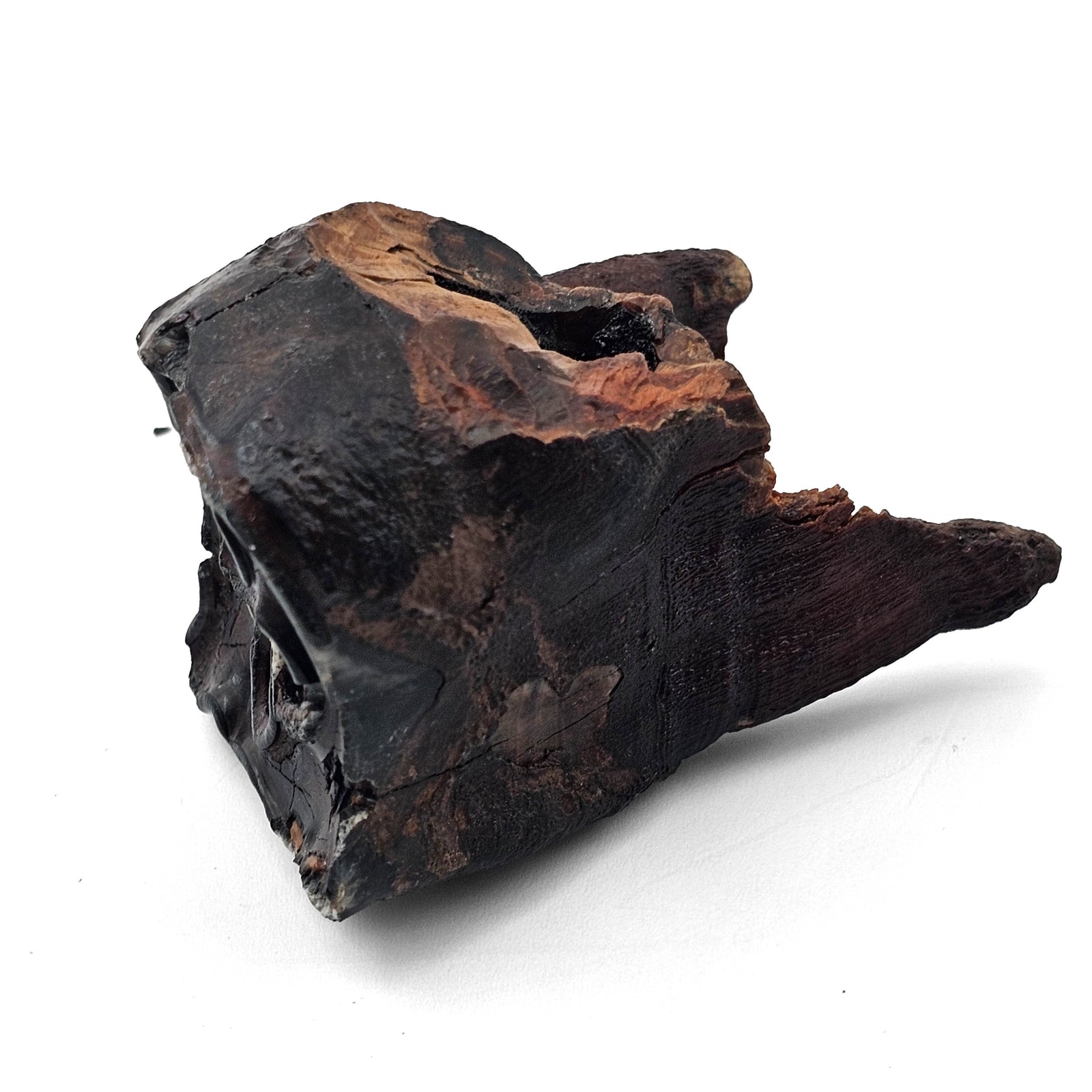 Woolly Rhino Tooth - Fossil Specimen