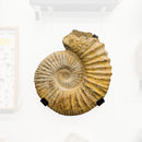 Ammonite on Custom Wall Mount Stand - Fossil