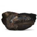 Dinosaur Bone Cross-Section - Fossil Specimen