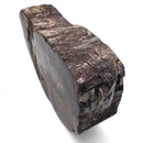 Dinosaur Bone Cross-Section - Fossil Specimen
