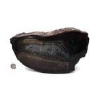Dinosaur Bone Cross-Section - Fossil Specimen