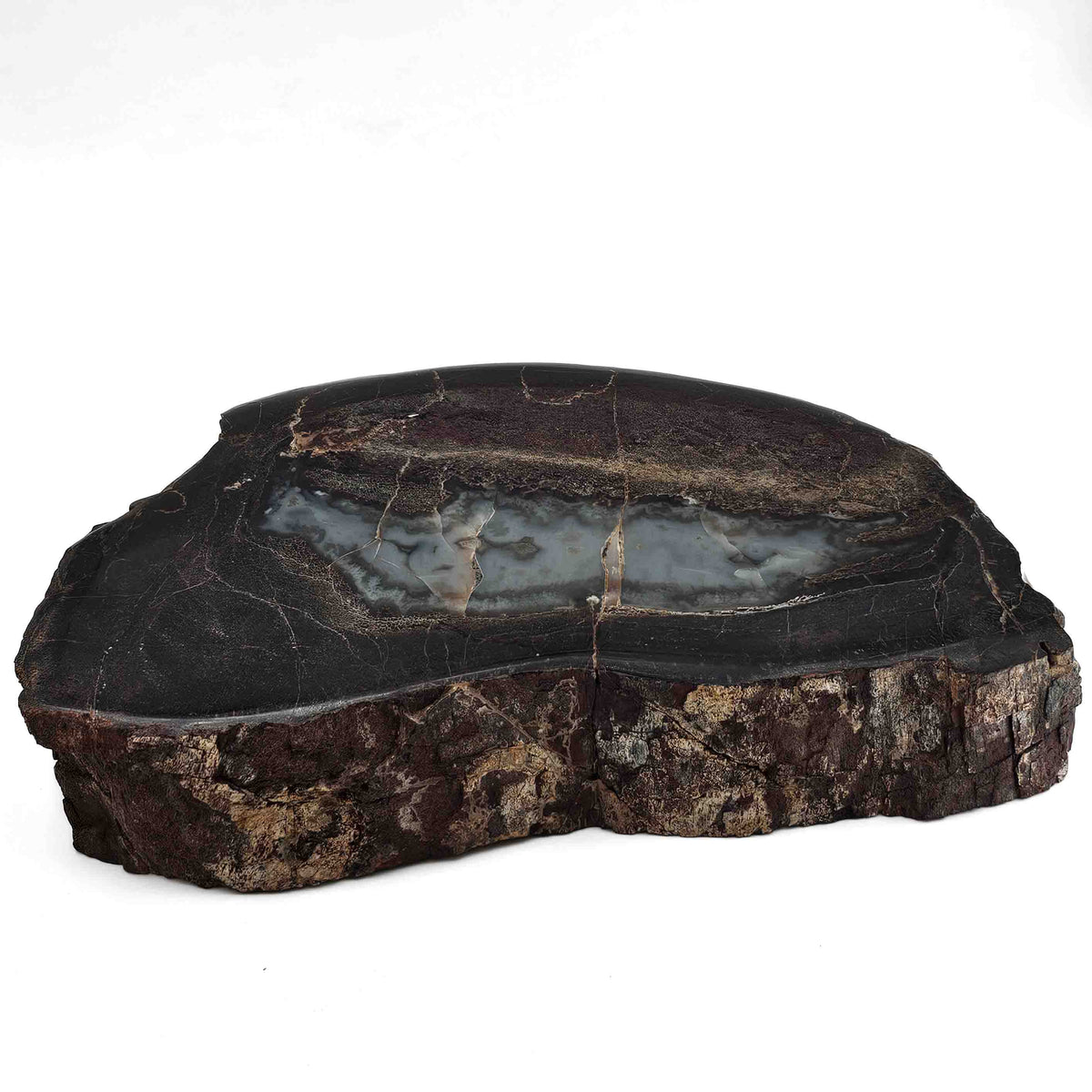 Dinosaur Bone Cross-Section fossil specimen from Morrison Formation, Utah, USA, Late Jurassic.
