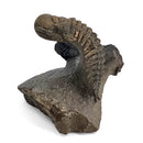 Trilobites - Fossil Specimen