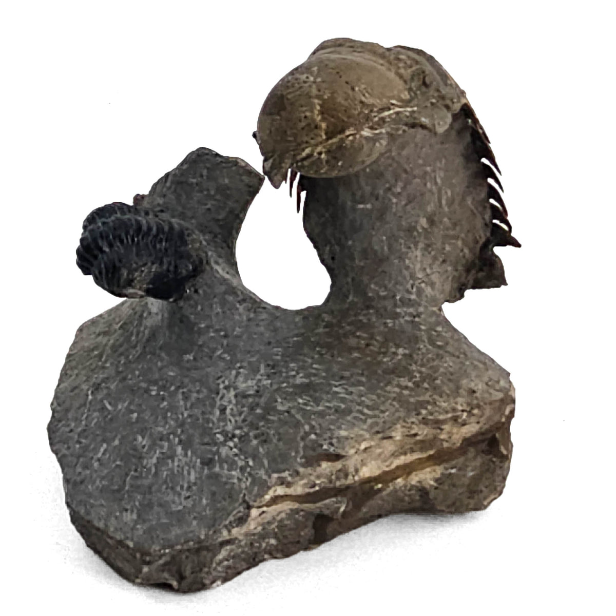 Trilobites fossil specimen from Morocco.