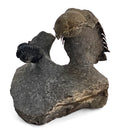 Trilobites - Fossil Specimen