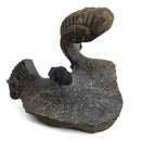 Trilobites - Fossil Specimen