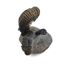 Trilobites - Fossil Specimen