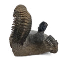 Trilobites - Fossil Specimen