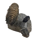 Trilobites - Fossil Specimen