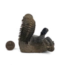 Trilobites - Fossil Specimen