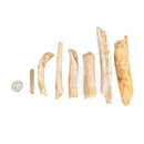 Cave Bear Bone Fragment - Fossil