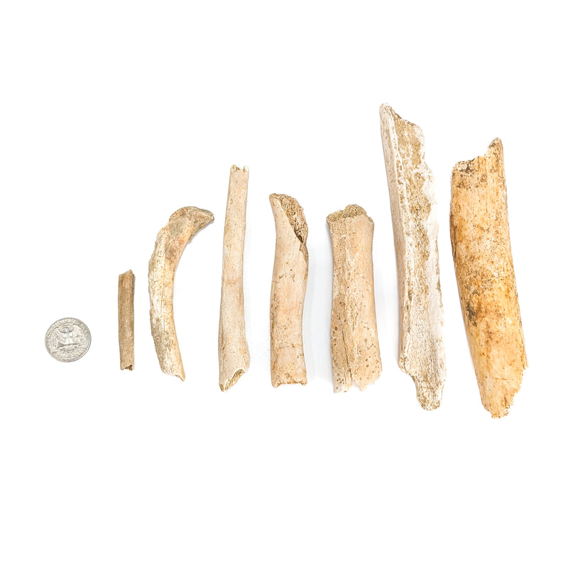 Cave Bear Bone Fragment - Fossil