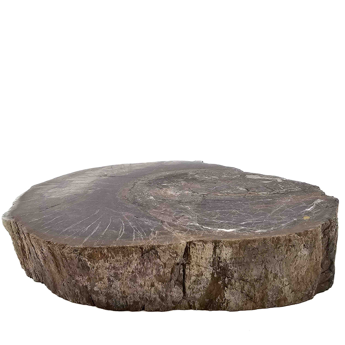 Dinosaur Bone Cross-Section fossil specimen, Morrison Formation, Late Jurassic.