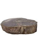 Dinosaur Bone Cross-Section - Fossil Specimen