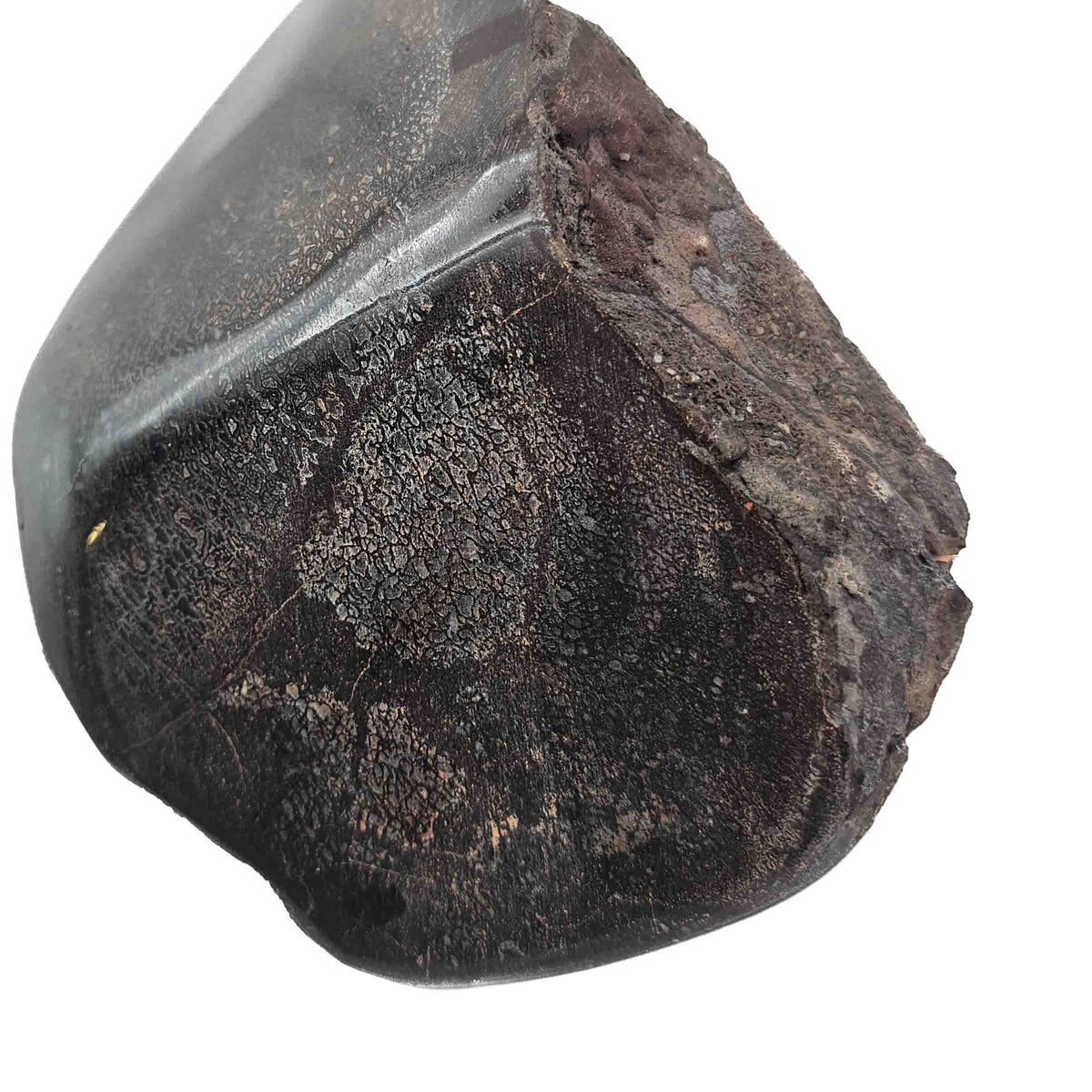 Dinosaur Bone Fragment fossil specimen from Morrison Formation, Utah, USA, Late Jurassic.