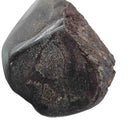 Dinosaur Bone Fragment - Fossil Specimen