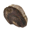 Dinosaur Bone Cross-Section - Fossil Specimen