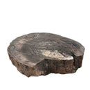 Dinosaur Bone Cross-Section - Fossil Specimen