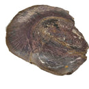 Dinosaur Bone Cross-Section - Fossil Specimen