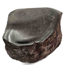 Dinosaur Bone Fragment - Fossil Specimen