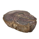 Dinosaur Bone Cross-Section - Fossil Specimen