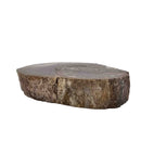 Dinosaur Bone Cross-Section - Fossil Specimen