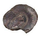 Dinosaur Bone Cross-Section - Fossil Specimen