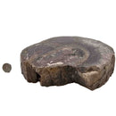 Dinosaur Bone Cross-Section - Fossil Specimen