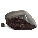 Dinosaur Bone Fragment - Fossil Specimen