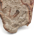 Oreodont Skull on Base - Fossil Specimen