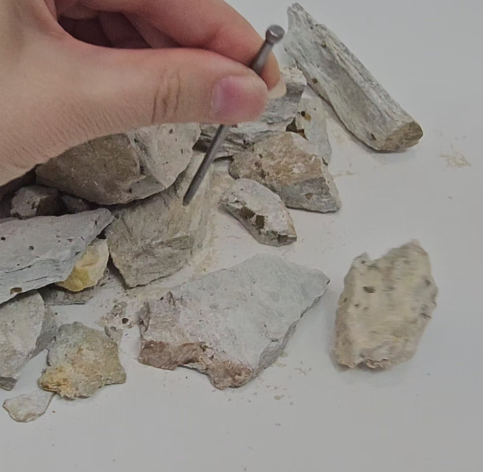 Pyrite Cubes - Gem Dirt (Dig Your Own Crystals) - BC, Canada