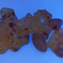 Amber (Copal) - Fossil