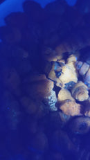 Agatized Gastropod - Fossil