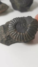 Ammonite (Removable From Matrix) - Fossil