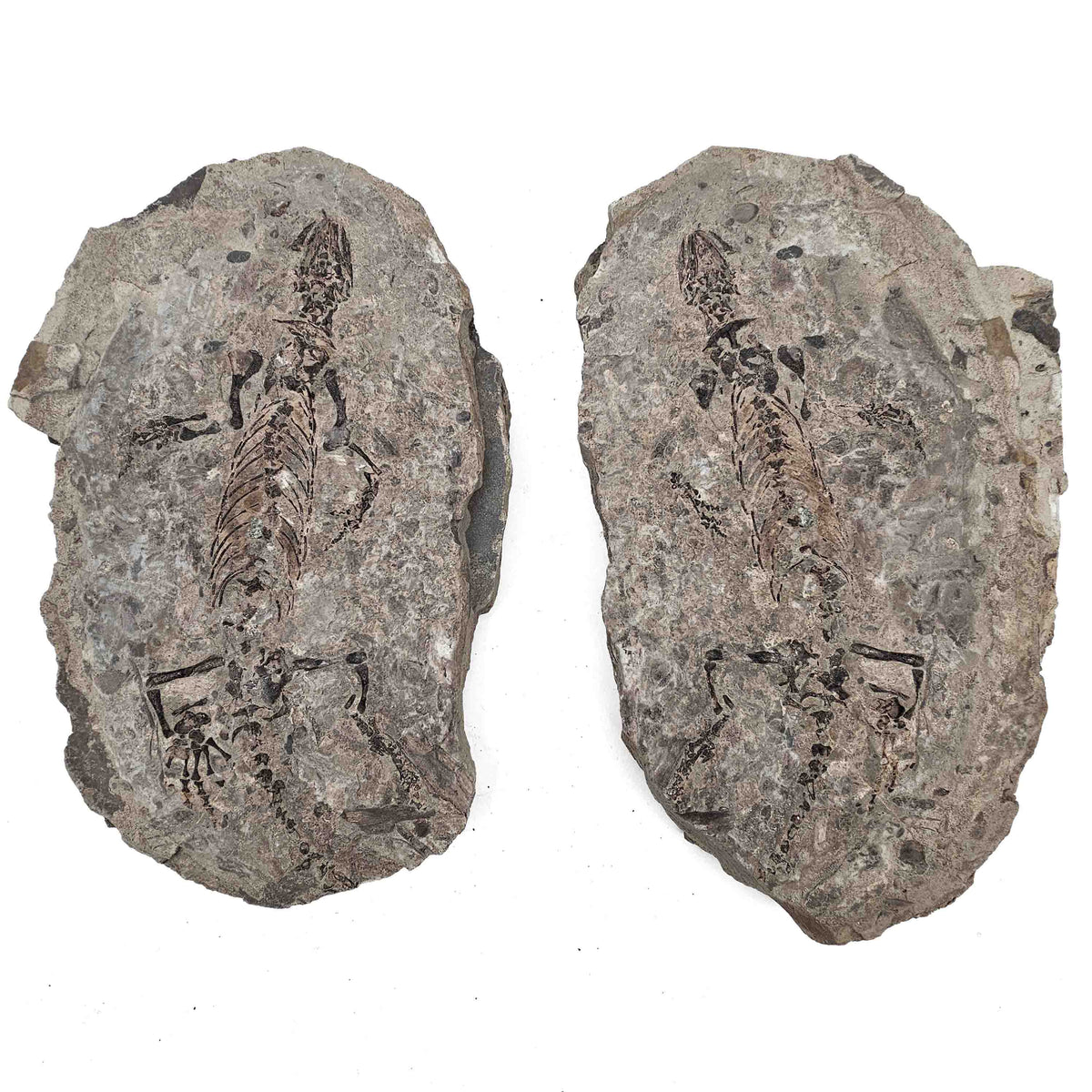 Barasaurus Besairiei fossil specimen from Ranohira, Madagascar, Lower Sakamena Formation, Lopingian.