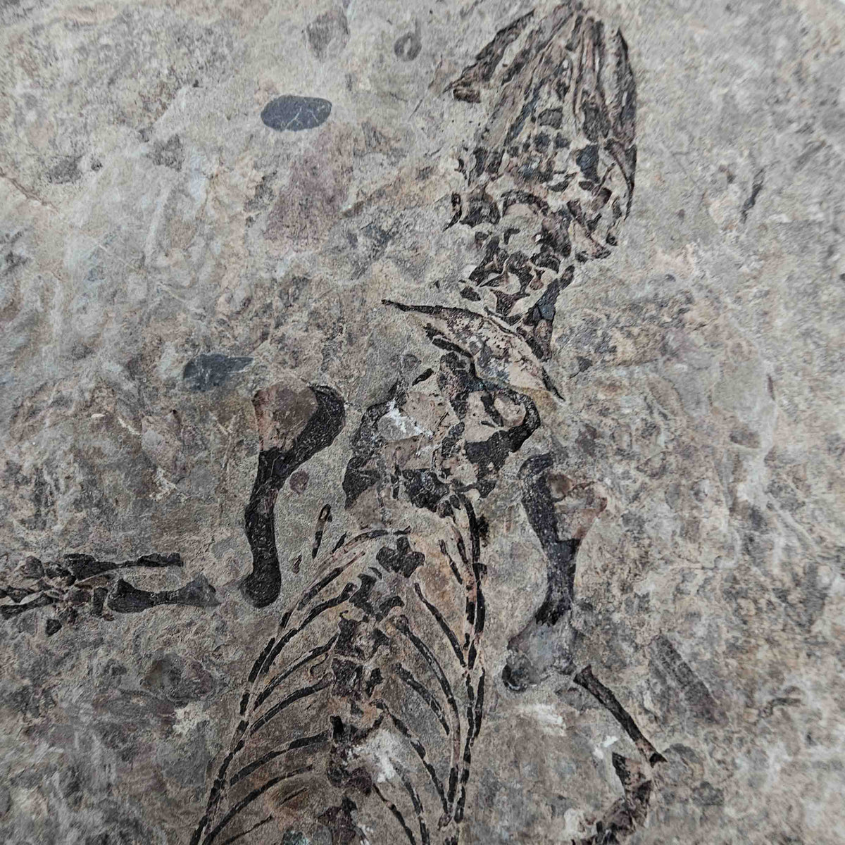 Barasaurus Besairiei fossil specimen from Ranohira, Madagascar, Lower Sakamena Formation, Lopingian.