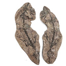 Barasaurus Besairiei - Fossil Specimen