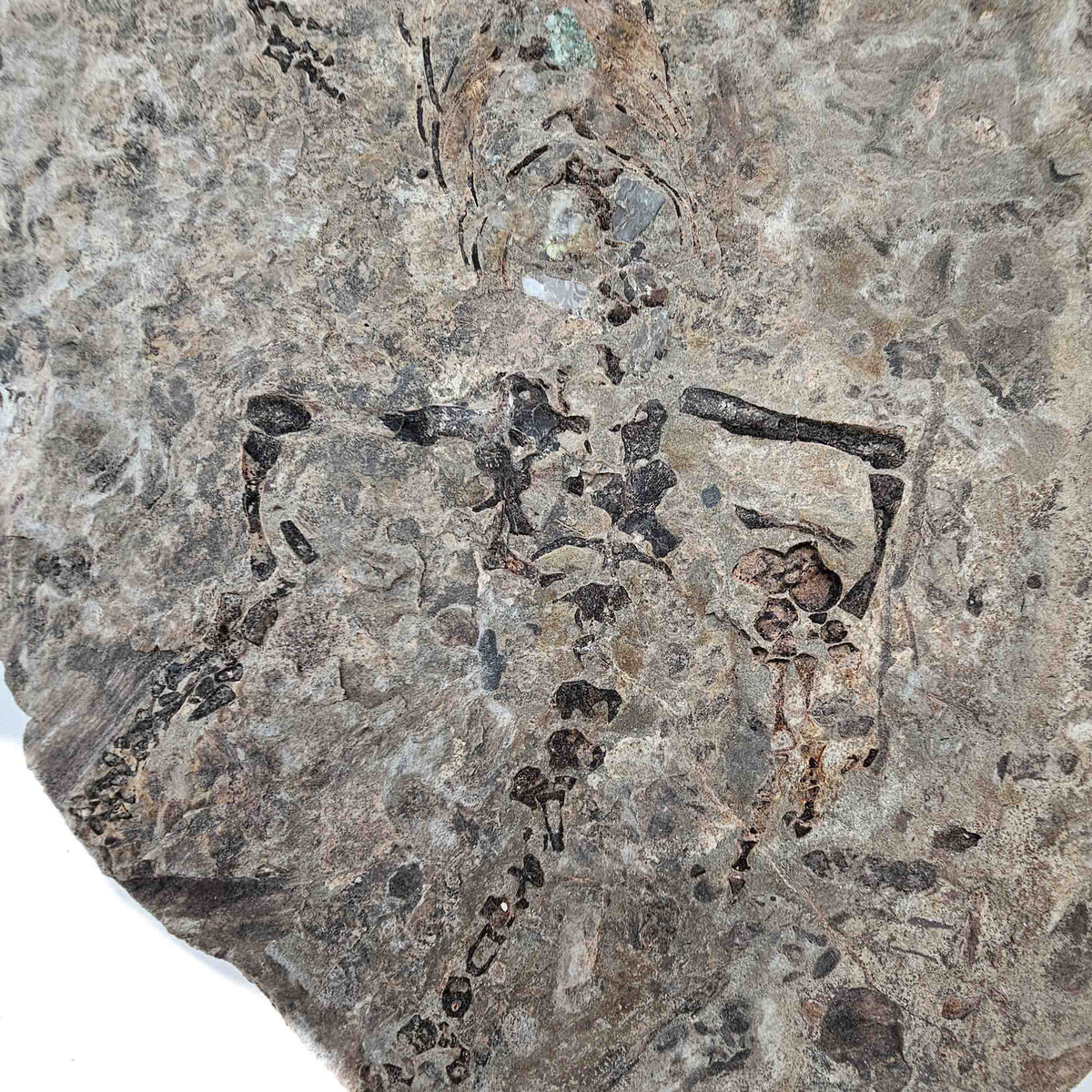 Barasaurus Besairiei fossil specimen from Ranohira, Madagascar, Lower Sakamena Formation, Lopingian.