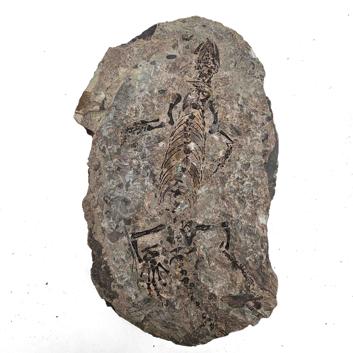 Barasaurus Besairiei fossil specimen from Ranohira, Madagascar, Lower Sakamena Formation, Lopingian.