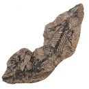 Barasaurus Besairiei - Fossil Specimen