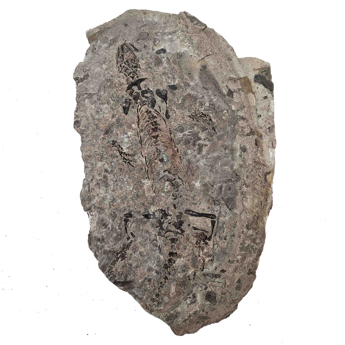 Barasaurus Besairiei fossil specimen from Ranohira, Madagascar, Lower Sakamena Formation, Lopingian.