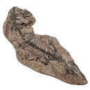 Barasaurus Besairiei - Fossil Specimen