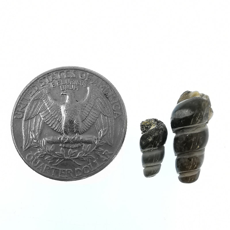 玛瑙化 Elimia 贝壳 - 化石