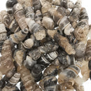 玛瑙化 Elimia 贝壳 - 化石