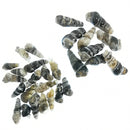 玛瑙化 Elimia 贝壳 - 化石