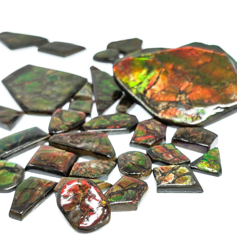 Ammolite - High Grade - Cabochon